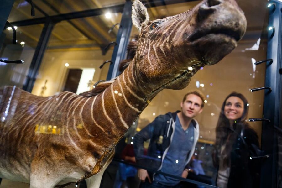 Berlin: Natural History Museum Entrance Ticket - What to Expect Day-Of: Crowds, Orientation, and Family Energy