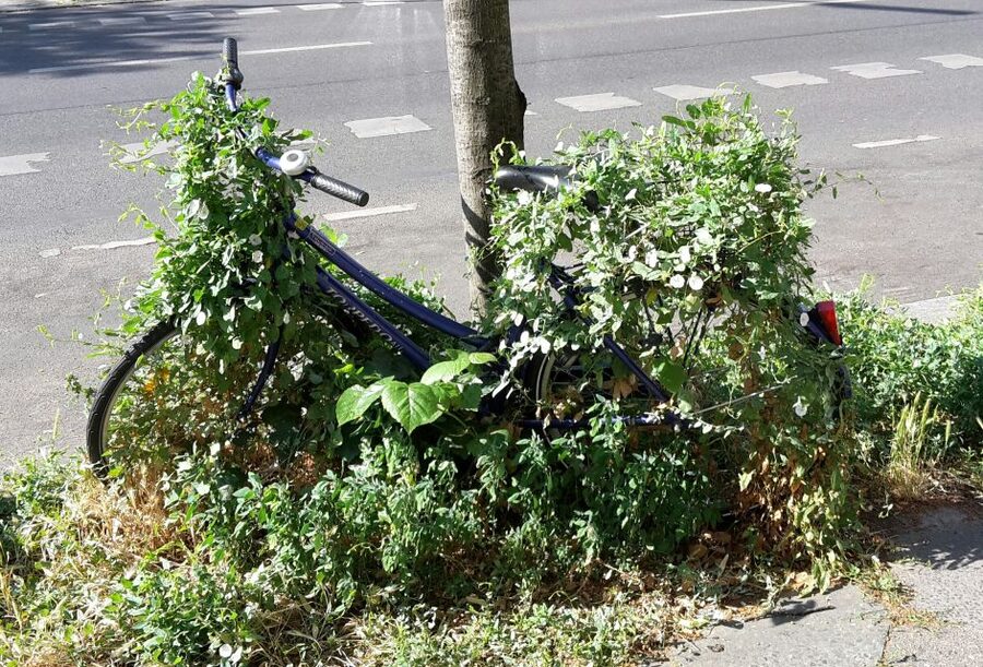 Berlin: Street Art and Alternative Tour - Walking pace and what to expect during the 3 hours