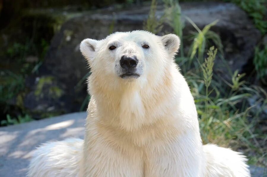 Berlin: Tickets for the Tierpark in East Berlin - Rules that actually affect your day (photos, pets, bikes, and drones)